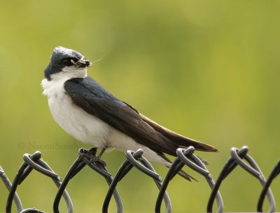 Tree Swallow - Iridoprocne bicolor  JN9 #5520