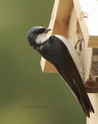 Tree Swallow - Iridoprocne bicolor  JN9 #5559