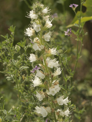 Vipers Bugloss - White form  JL9 #9446