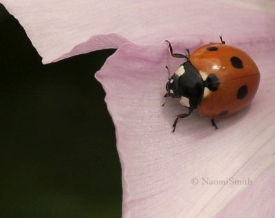 Seven-spotted Ladybug JL9 #9336