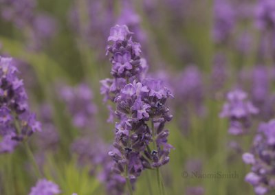 Lavender - Munstead JL9 #9961