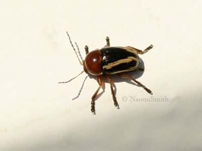 Cryptocephalus venustus JL9 #2245