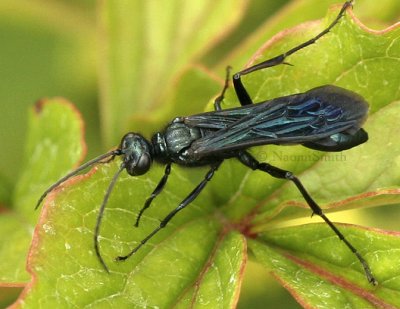 Blue Black Wasp JL9 #2707