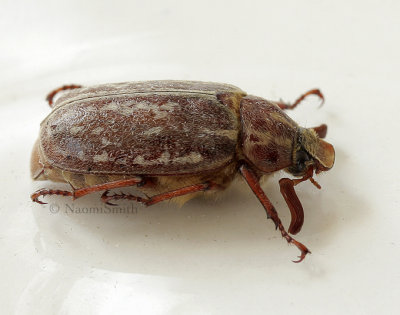 June Beetle - Polyphylla sp. JL9 #0372