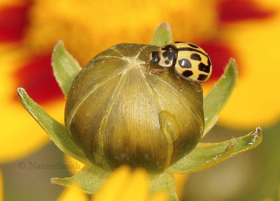 Fourteen Spotted Lady Beetle on Coreopsis JN9 #6753