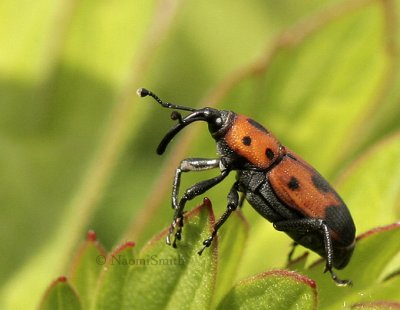 Cocklebur Weevil JN9 #6891