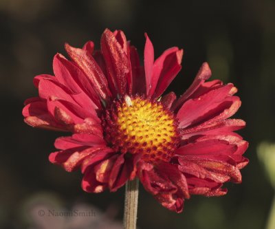 Gaillardia - Burgundy JN9 #6714