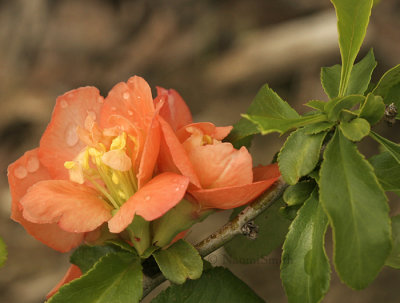 Flowering Quince - Chaenomeles speciosa - Cameo JN9 #0493