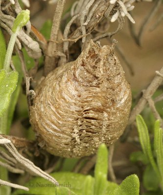 Praying Mantis Egg Case JN9 #0587