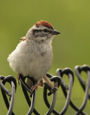 Chipping Sparrow - (Spizella passerina)  JN9 #5733