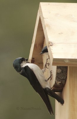 Tree Swallows - Iridoprocne bicolor  JN9 #6051