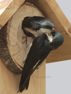Tree Swallow - Iridoprocne bicolor  JN9 #5705