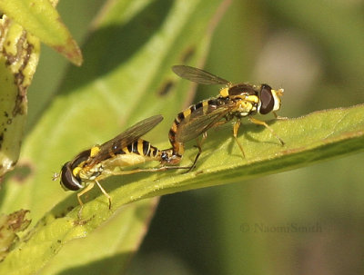 Syrphids Mating JN9 #6504