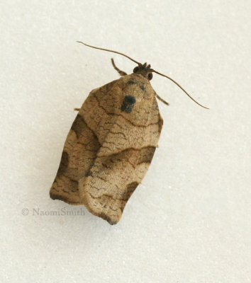 Oblique-banded Leafroller Moth - Hodges#3635 (Choristoneura rosaceana)  JN9 #0868