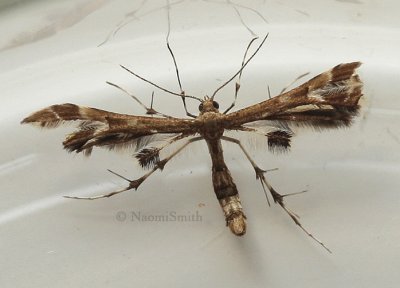Plume Moth JL9 #0696