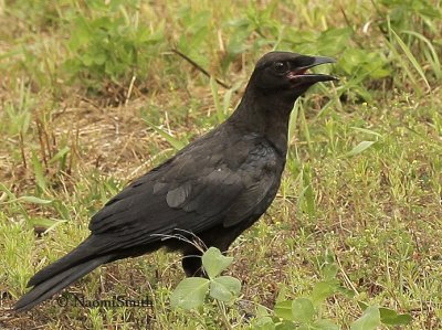 American Crow - Corvus brachyrhynchos JL9 #1216