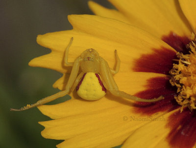 Misumena vatia - Crab Spider JL9 #0965