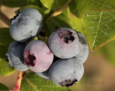 Blueberries - Northland JL9 #1817