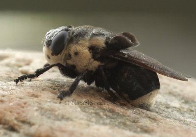 Bot Fly - Cuterebra fontinella JL9 #1871