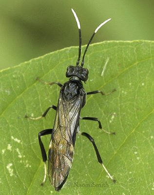 Macremphytus tarsatus - Dogwood Sawfly JL9 #2234