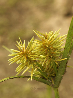 Cyperus strigosus - Straw-colored cyperus  JL9 #3441