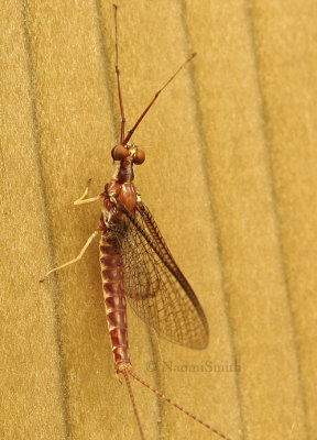 Hexagenia limbata - Mayfly  JL9 #3982