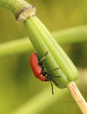 Lily Leaf Beetle JL9 #4025