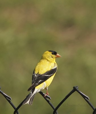 American Goldfinch - Carduelis tristis  AU9 #2454