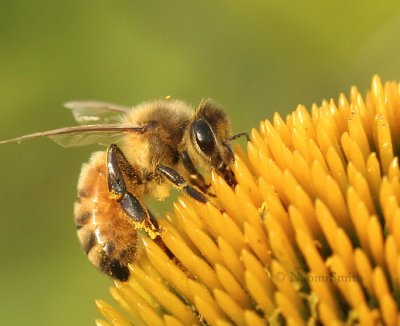 Honey Bee - Apis mellifera  AU9 #4463