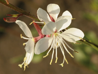 Gaura lindheimeri AU9 #4491