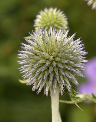 Echinops ritro AU9 #4779