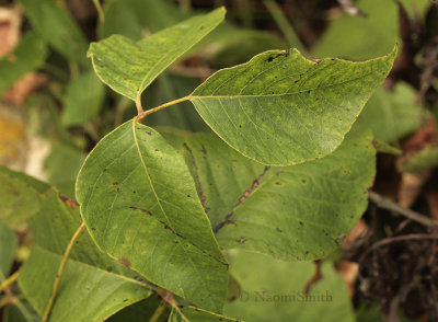 Poison Ivy leaves AU9 #2621