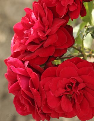 Balmoral Red AU9 #5415