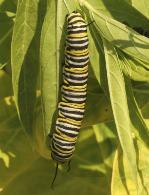 Monarch Caterpillar AU9 #5069