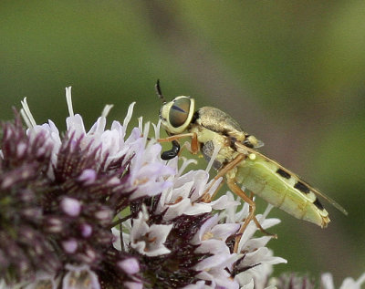 Odontomyia sp. AU9 #3175