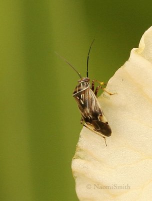 Lygus  lineolaris - Tarnished Plant Bug August 8/09  #5913