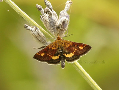 Orange Mint Moth - Pyrausta orphisalis  Hodges #5058  AU9 #5834