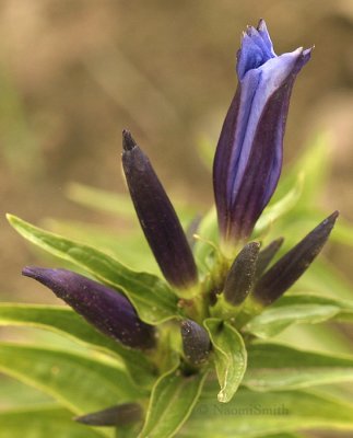 Gentiana asclepiadea AU9 #5935