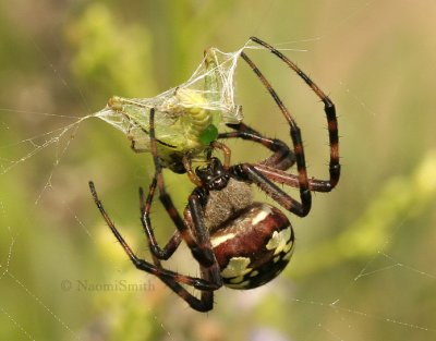 Argiope AU9 #7043