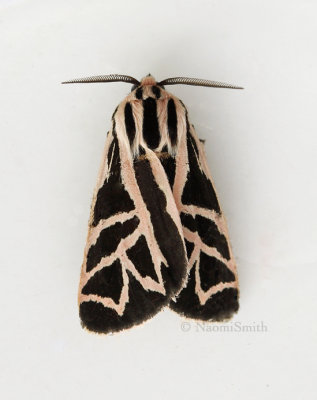 Tiger Moth AU9 #7184
