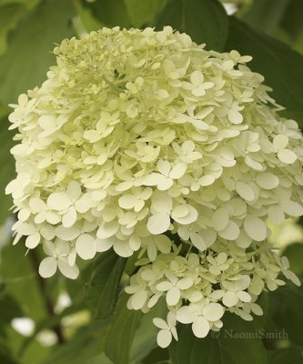 Hydrangea marcrophylla - Princess Beatrix AU9 #7295