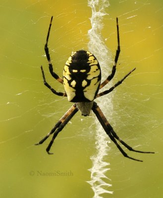 Black and Yellow Argiope AU9 #7416