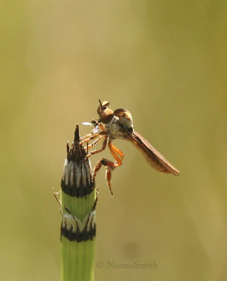 Holcocephala sp. AU9 #7514