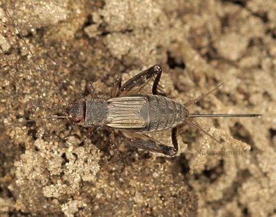 Striped Ground Cricket - Allonemobius fasciatus - AU9 #4096