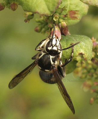 Dolichovespula maculata - Bald-faced Hornet   AU9 #3317