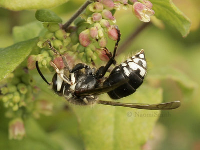 Dolichovespula maculata - Bald-faced Hornet  AU9 #3410