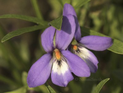 Birdfoot Violets - Viola pedata pedata AU9 #3307