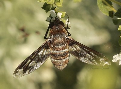 Exoprosopa fascipennis AU9 #3514
