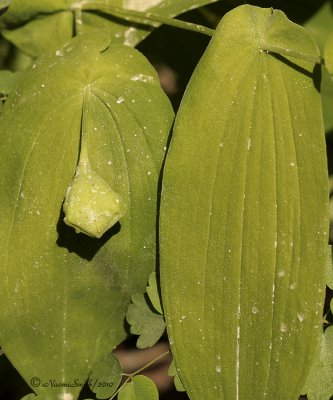 Seedpods  - Perfoliate bellwort  MY10 #4518