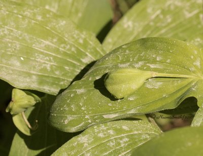 Seedpods-Perfoliate bellwort MY10 #4522